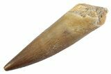 Fossil Plesiosaur (Zarafasaura) Tooth - Morocco #370258-1